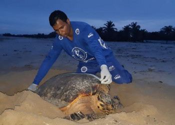 Mais de 9 mil filhotes de tartarugas marinhas devem nascer no litoral do Piauí